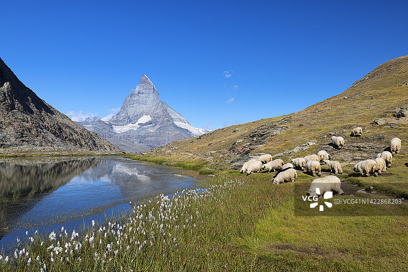 夏季清晨的利菲尔湖，背景是标志性的马特宏峰，位于瑞士瓦莱州采尔马特图片素材