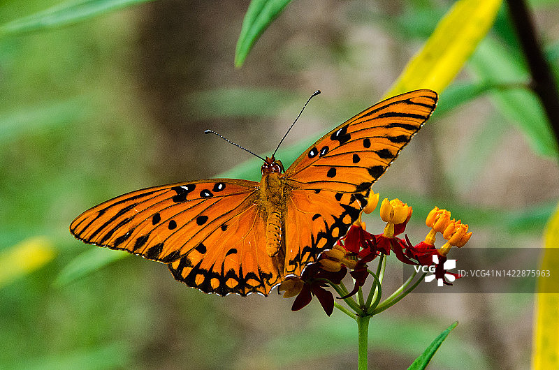 从后面看的姬波斑蝶图片素材