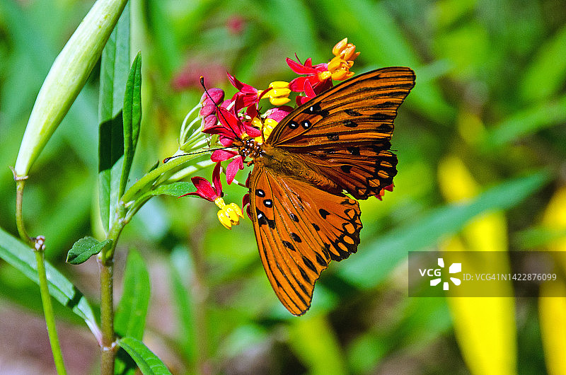 墨西哥湾蛱蝶授粉图片素材