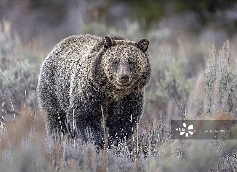 关节脱臼图片素材