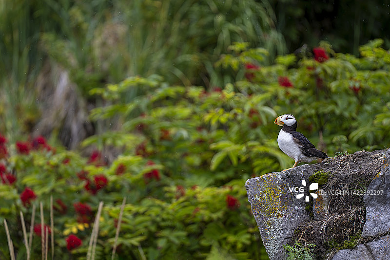 美丽的海鹦图片素材