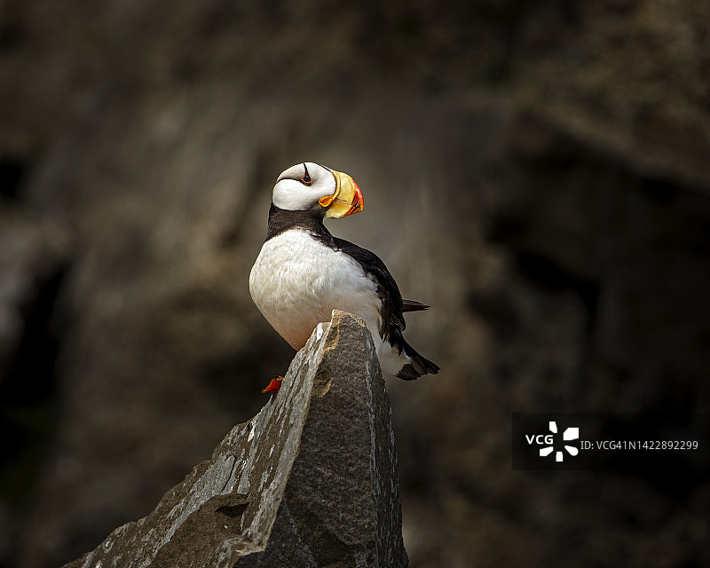 海鹦特写图片素材
