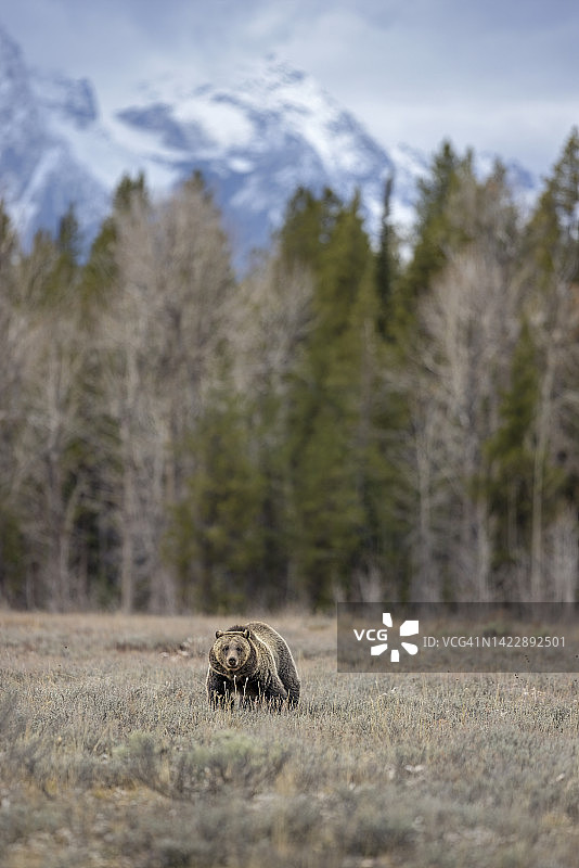 提顿灰熊图片素材