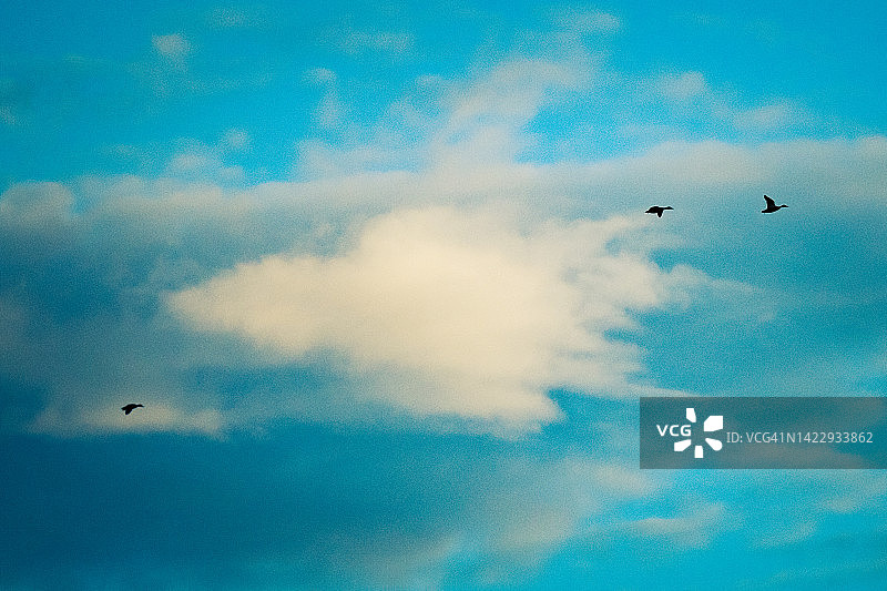 云海中飞翔的鸭子图片素材