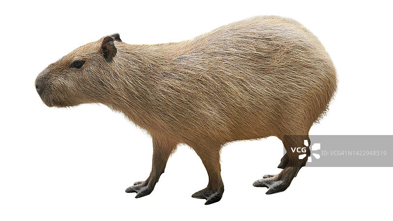 白色背景下的水豚图片素材