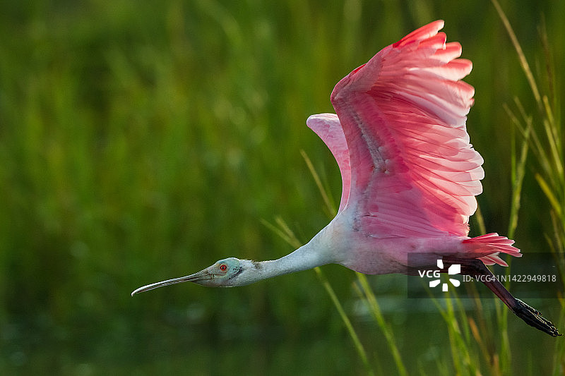 飞行中的粉红琵鹭图片素材