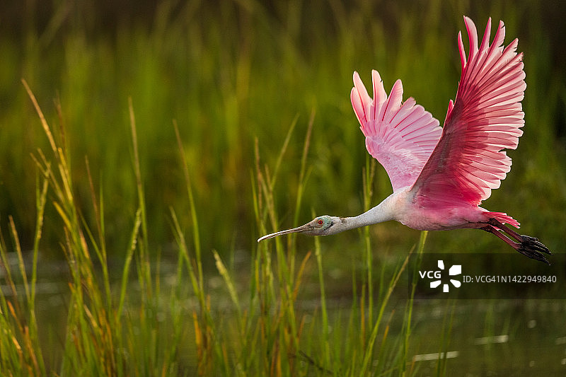 飞行中的粉红琵鹭图片素材