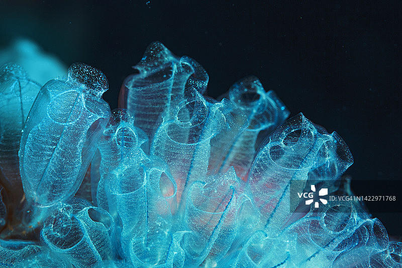 玻璃海绵，潜水员视角的海洋生物樽海鞘和橙色海绵图片素材