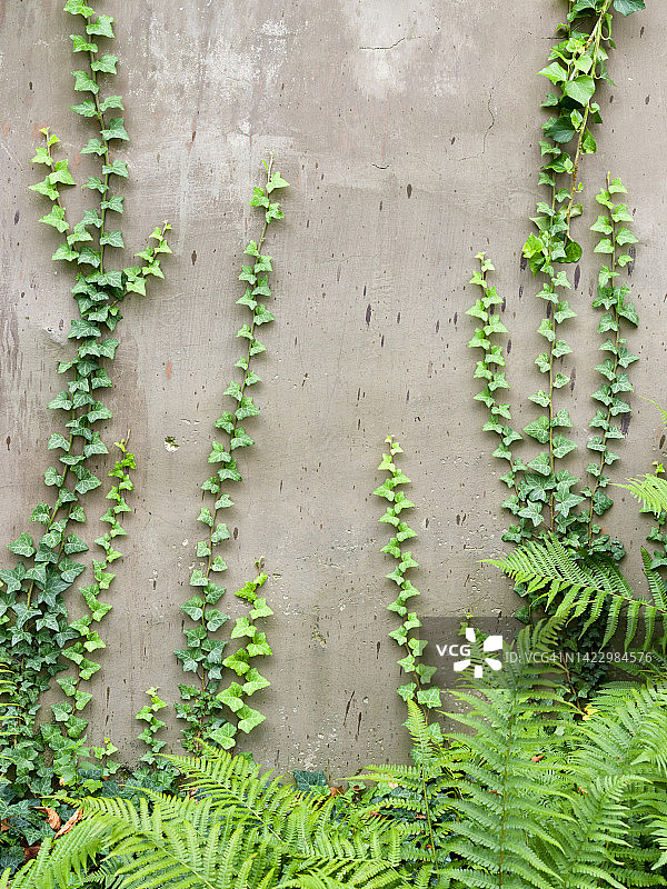 攀援植物：常春藤、蕨类、绿色植物、墙壁图片素材