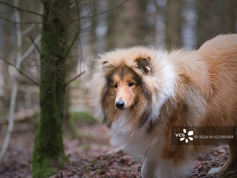 森林里的粗毛牧羊犬图片素材
