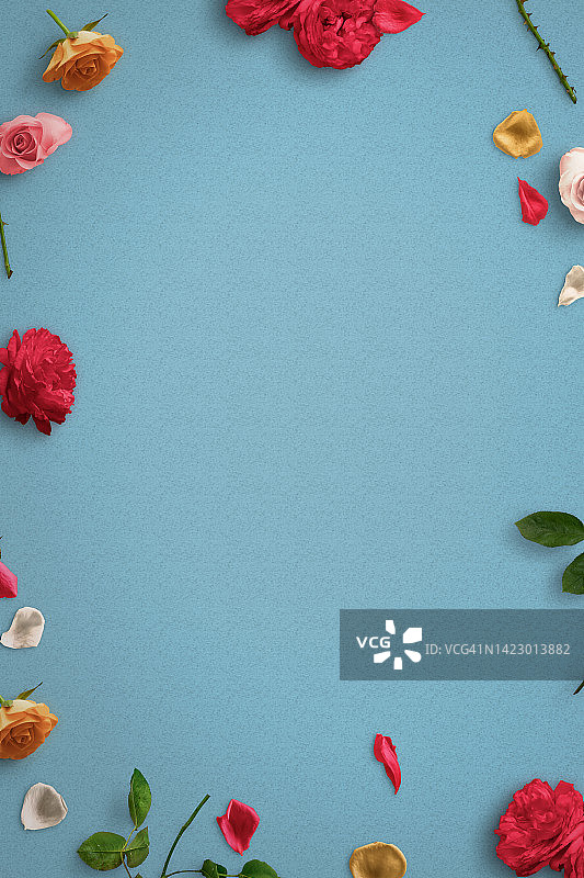蓝色背景白色框架中的美丽玫瑰花图片素材