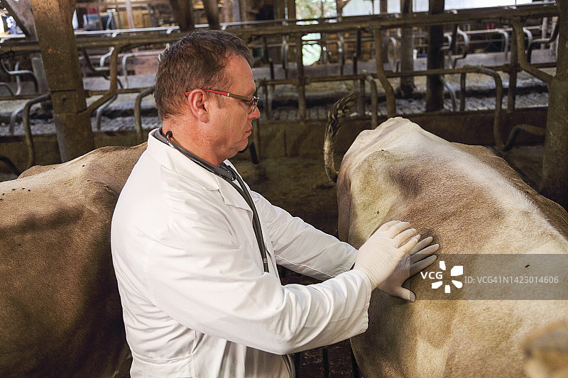 在谷仓工作的兽医图片素材