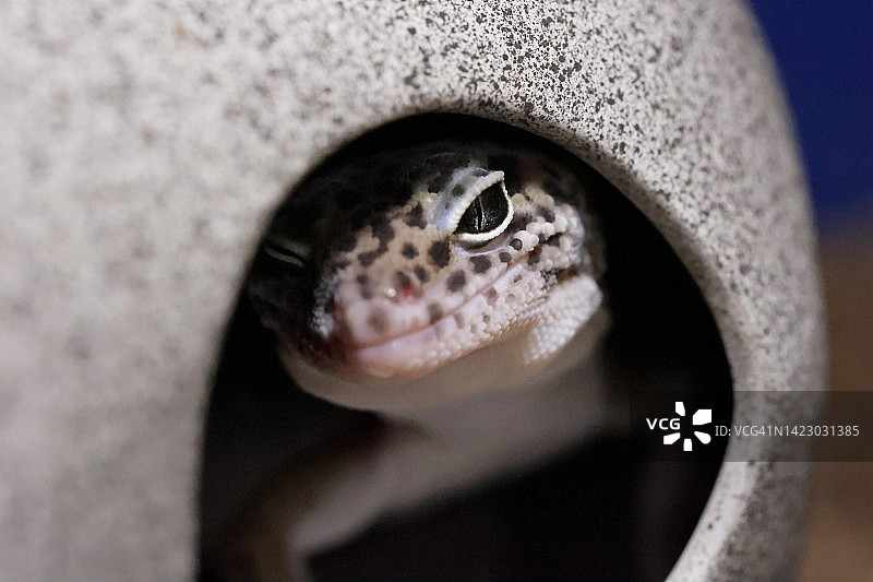 眨眼表情的可爱豹纹守宫宠物，躲藏中图片素材