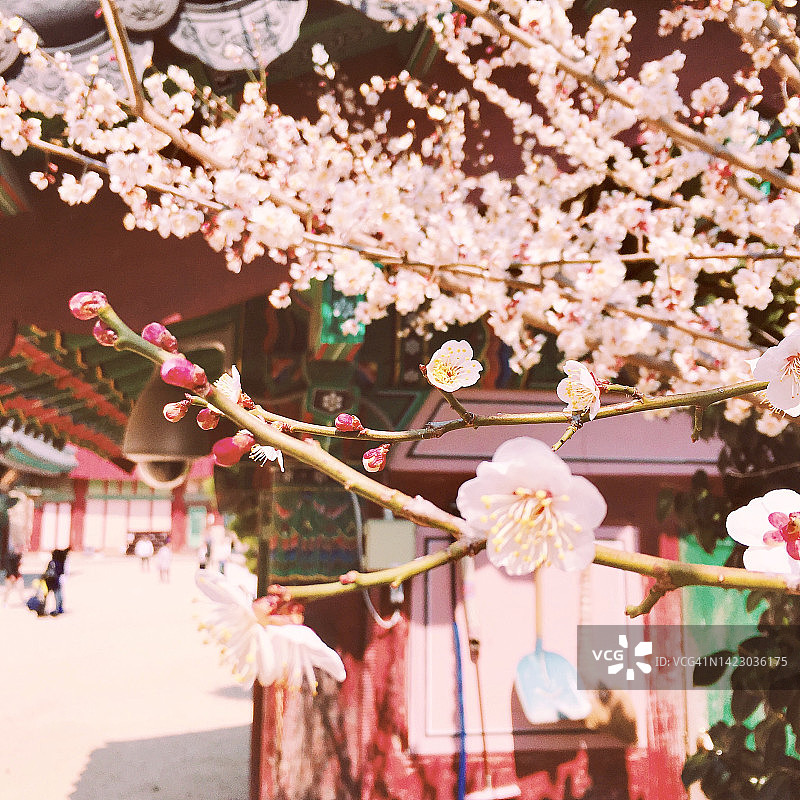 韩国寺庙的春天图片素材