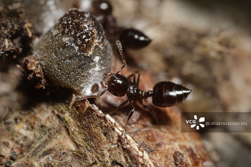 黑尾红蚂蚁图片素材
