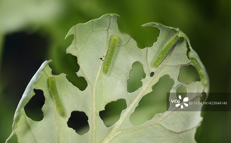 大白菜和蝴蝶图片素材