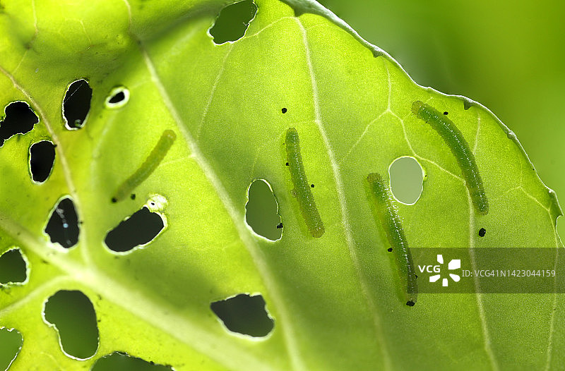 大白菜和蝴蝶图片素材