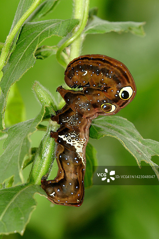 夜间飞蛾毛毛虫图片素材