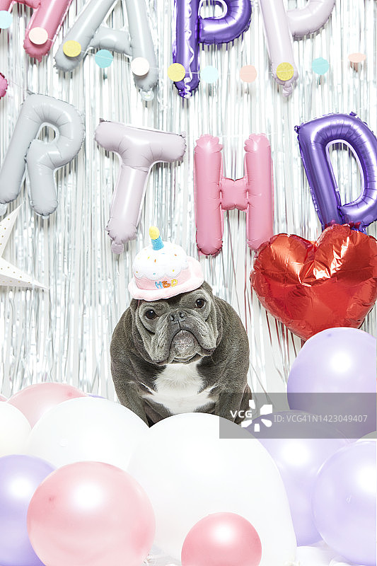 美国恶霸犬图片素材