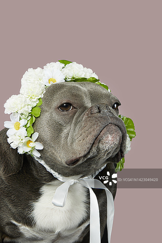 美国恶霸犬图片素材