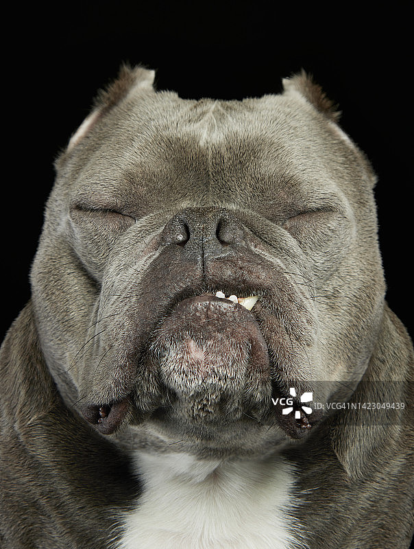 美国恶霸犬图片素材