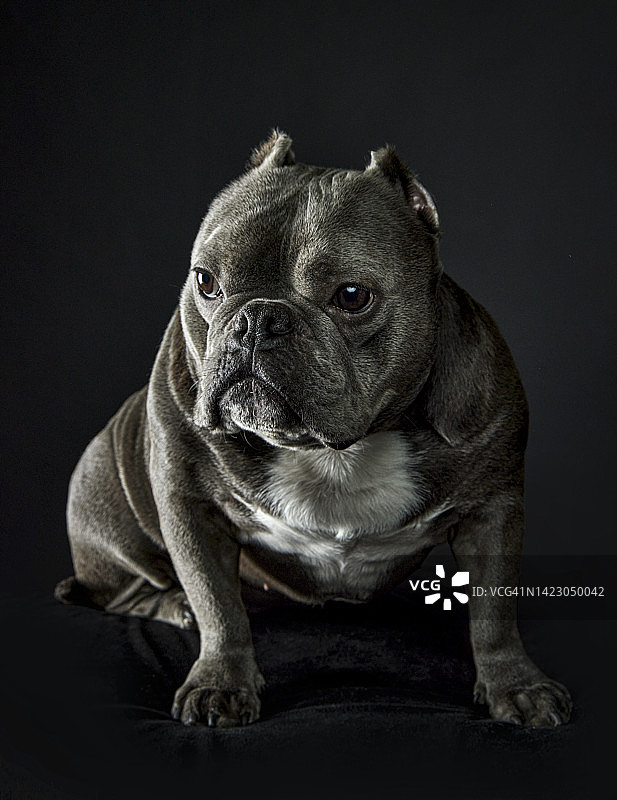 美国恶霸犬图片素材