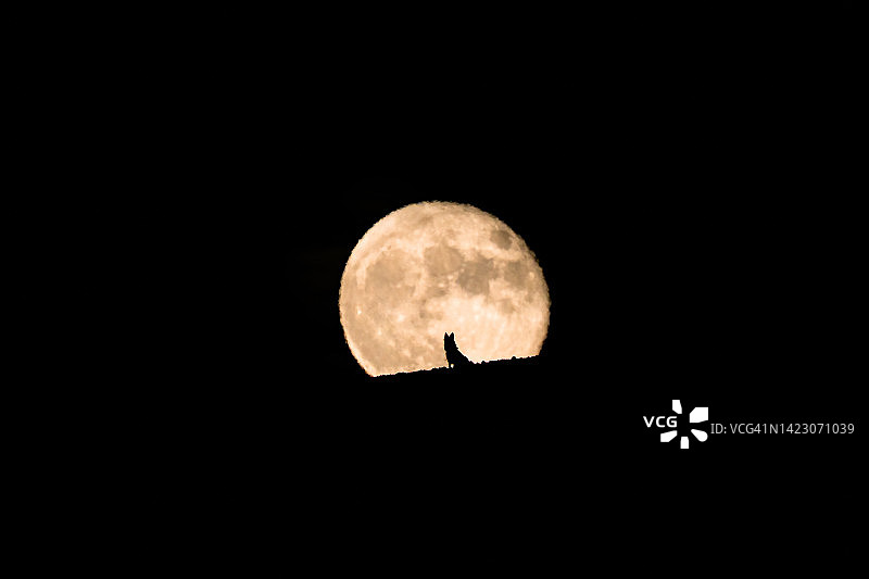 万圣节宠物摄影：狼狗望月剪影图片素材