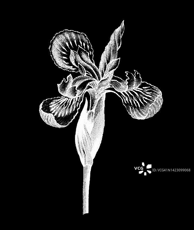 老式彩色石印植物插图：黄菖蒲图片素材