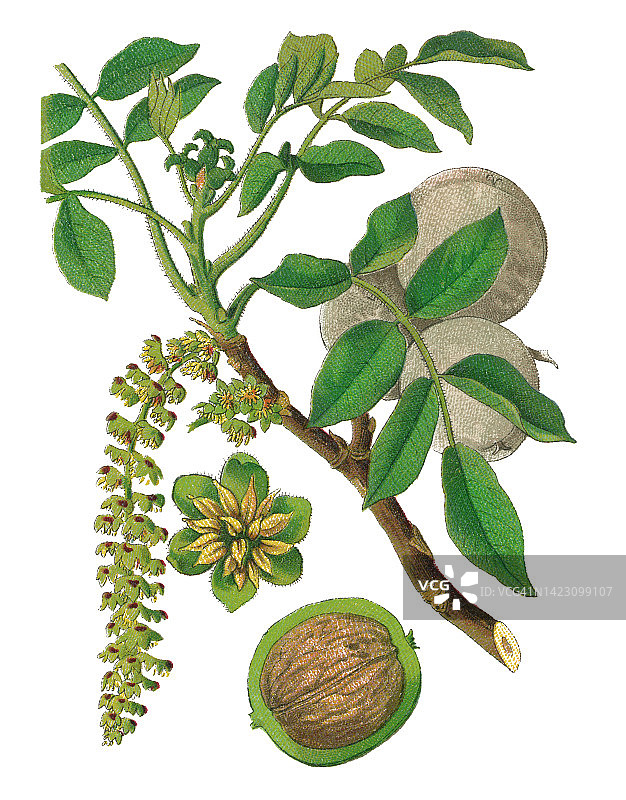 植物学古老彩石版画：核桃树图片素材