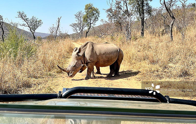 在非洲参加摄影旅行的野生白犀牛图片素材