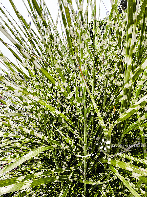 中华芒草图片素材