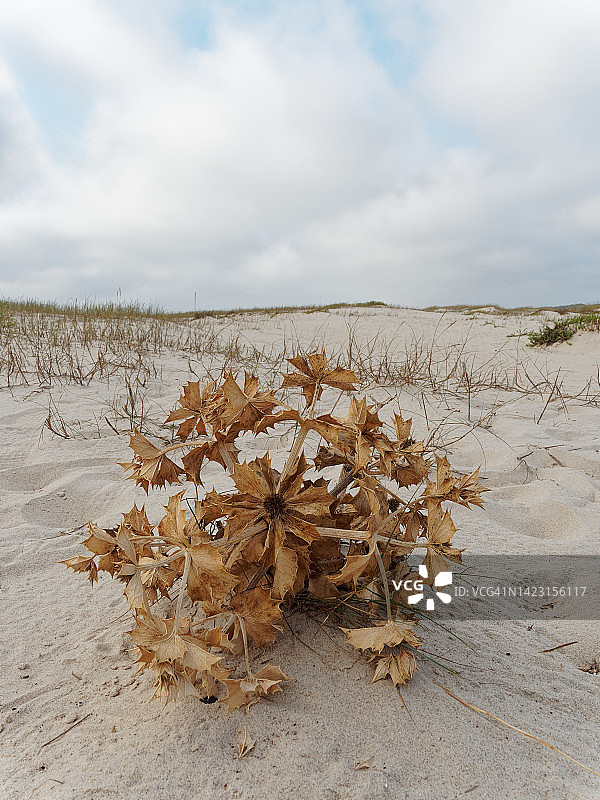 沙地上的干燥蓟图片素材