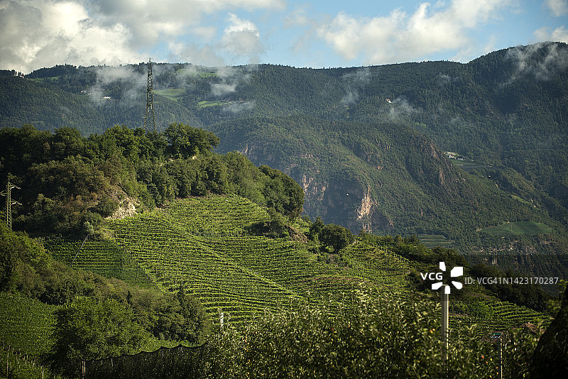 意大利特伦蒂诺地区布雷兹附近的苹果园图片素材