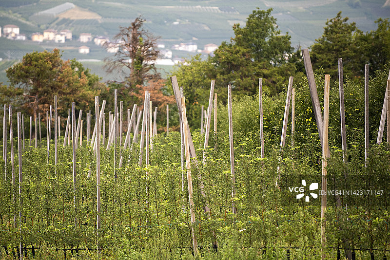 意大利特伦蒂诺地区布雷兹附近的苹果园图片素材
