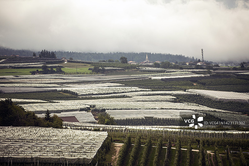 苹果树和苹果园，特伦蒂诺，南蒂罗尔，意大利图片素材