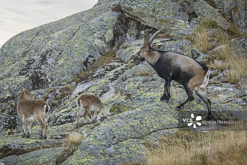 西班牙野山羊图片素材