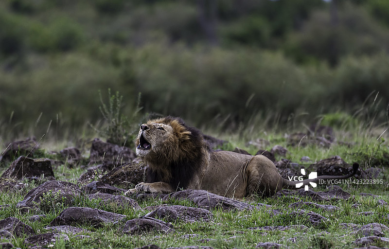 雄狮：肯尼亚马赛马拉国家保护区图片素材