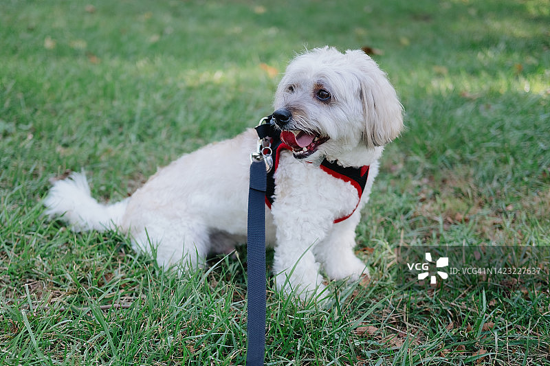 狗狗在散步时休息图片素材