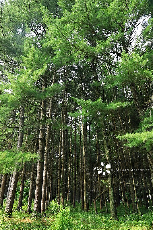 高大的常绿树木区图片素材