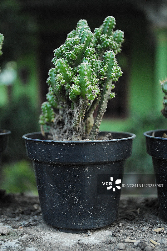 迷你仙人掌植物图片素材