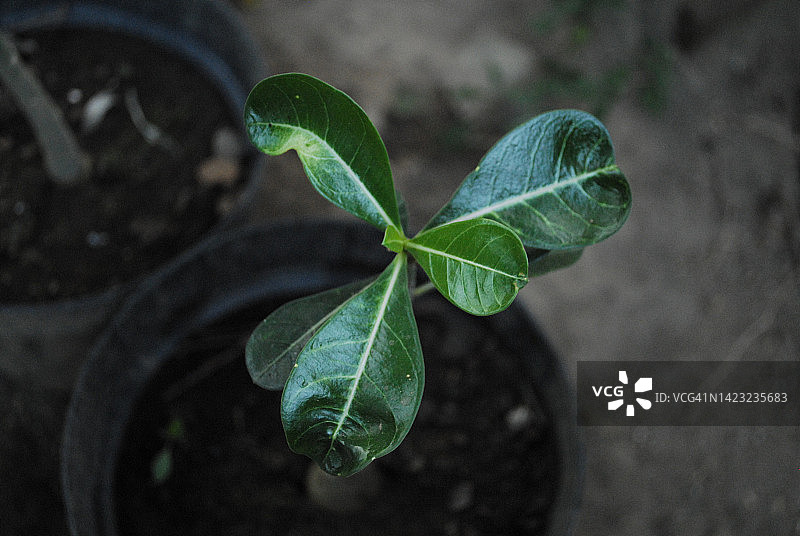 叶子花图片素材