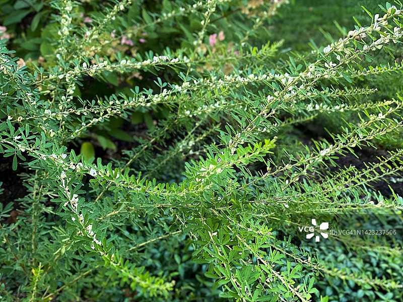 盛开的侵入性铁扫帚野花图片素材