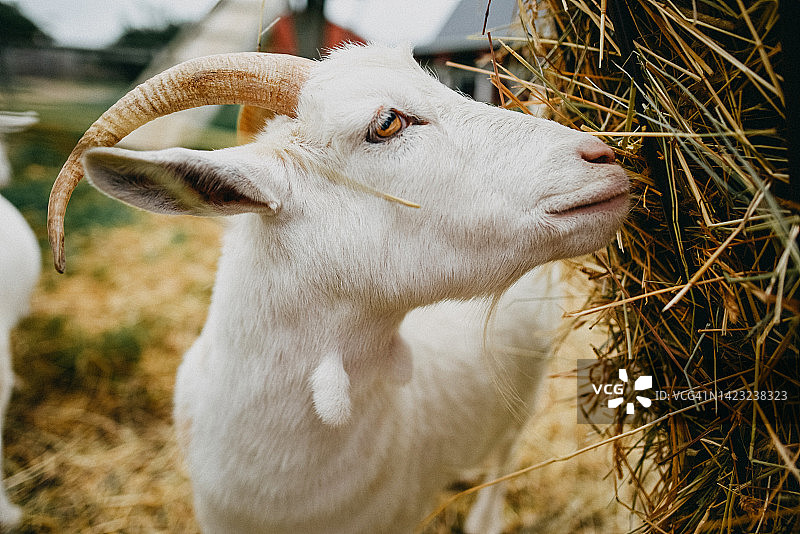 山羊吃干草图片素材