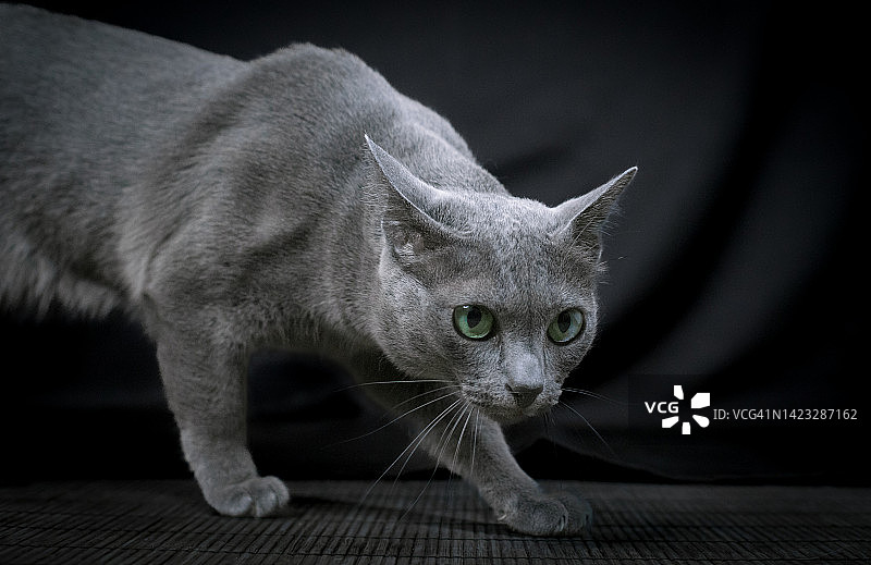 偷偷靠近的猫图片素材