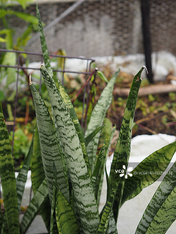 虎尾兰龙舌兰科绿叶图片素材