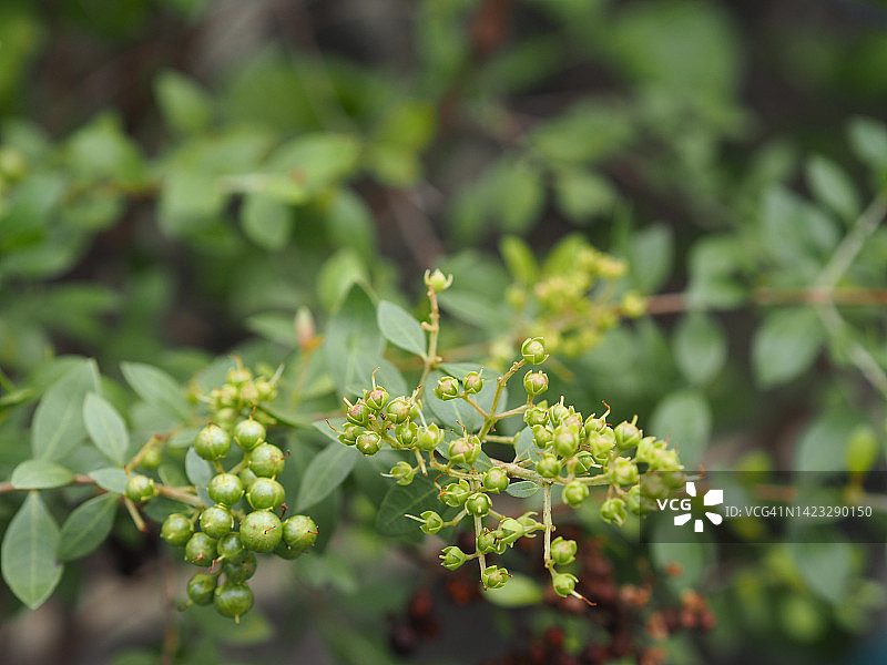 Lasonia intermis 指甲花树图片素材