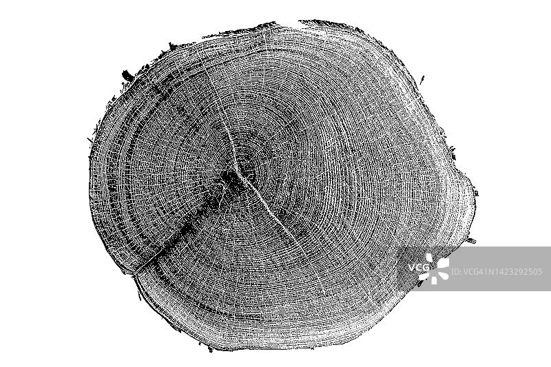 木材横截面白色背景图片素材