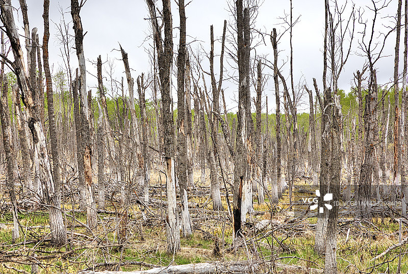沼泽中的枯树图片素材
