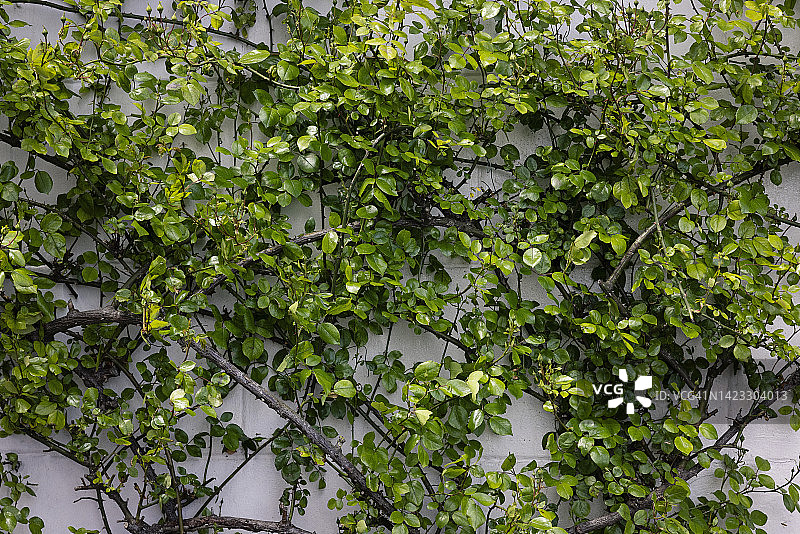 绿色植物墙图片素材