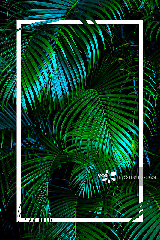 热带森林中的棕榈叶自然背景图片素材